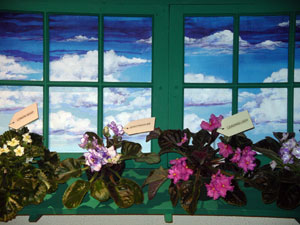 african violet photo