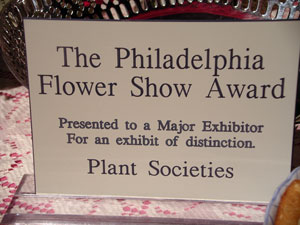 african violet photo