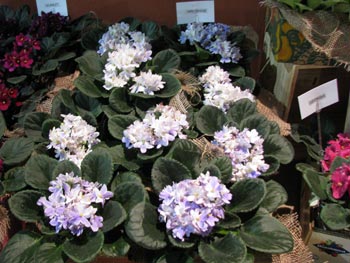 african violet photo