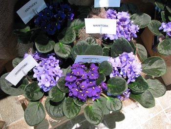 african violet photo