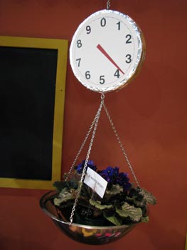 african violet photo