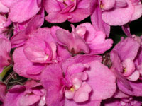 african violet photo