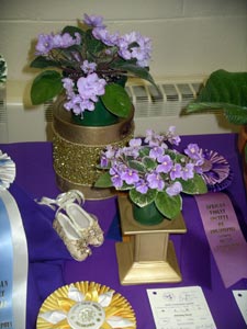 african violet photo