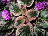 african violet photo