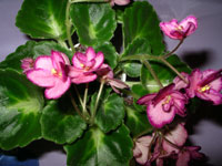 african violet photo