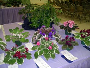 african violet photo