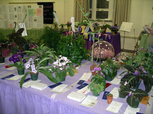 african violet photo