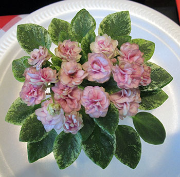 Best Challenge Plant