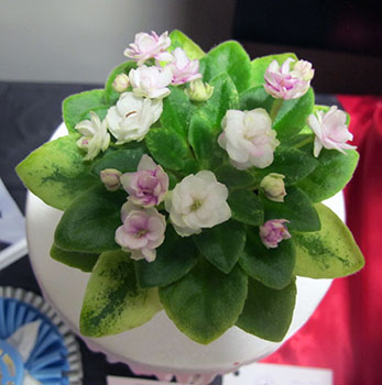 AVSP - 2nd Best in Show