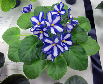 AVSP - Best Lyndon Lyons