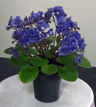 AVSP -Best miniature