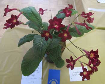 streptocarpus